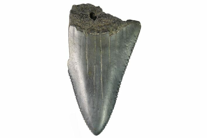 Serrated, Fossil Great White Shark Tooth - South Carolina #164771